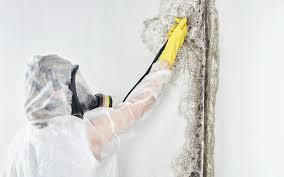 Why You Should Choose Our Mold Remediation Services in Fort Washakie, WY